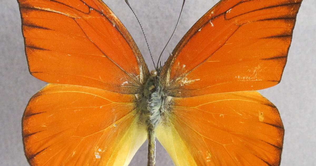 Lepidoptera | AMNH