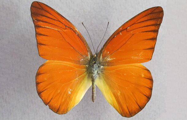 Macro view of Lepidoptera specimen.