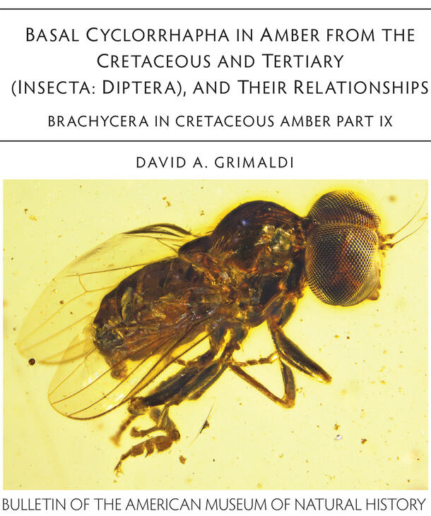 Bulletin AMNH Basal Cyclorrhapha