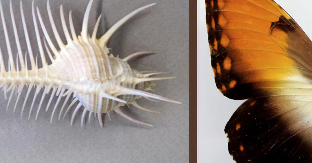 Invertebrate Zoology | American Museum of Natural History