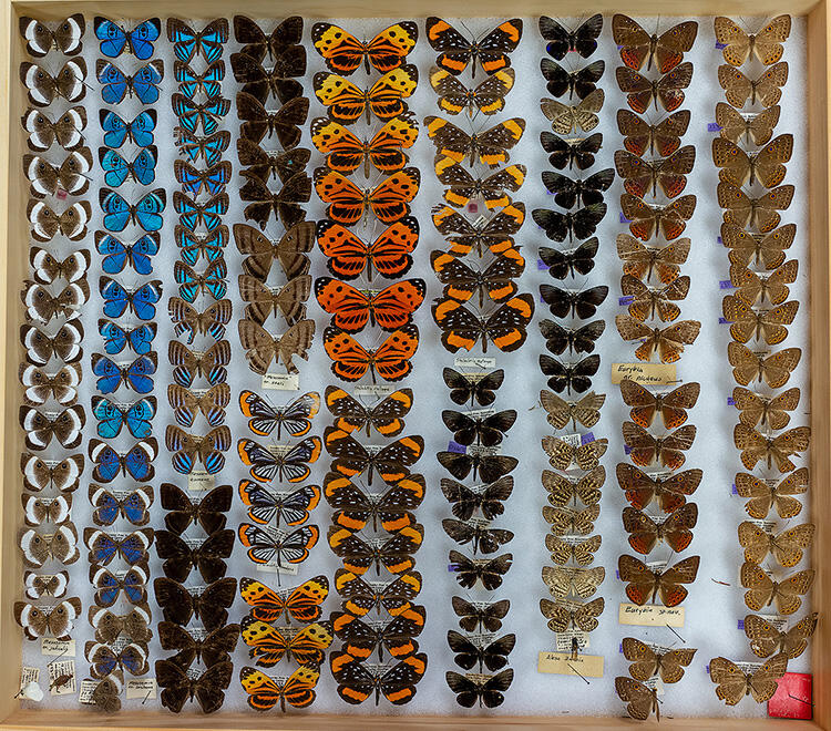 Rows of colorful butterflies with labels inside a wooden drawer.