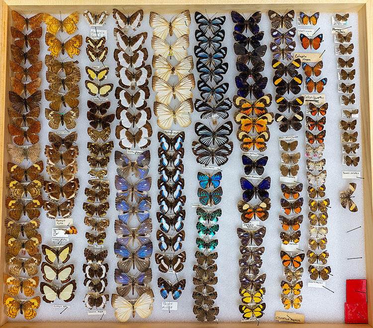 Rows of colorful butterflies with labels inside a wooden drawer.