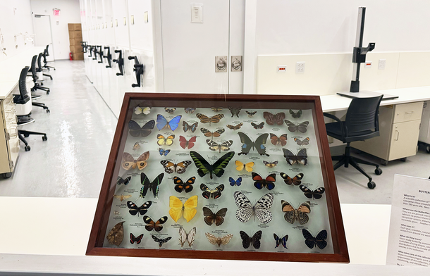 A wooden drawer of butterfly specimens is propped up on table, with work stations and cabinets in the background.