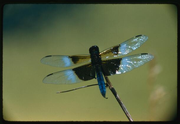 Dragonfly with its wings spread. AMNH Library - K15099