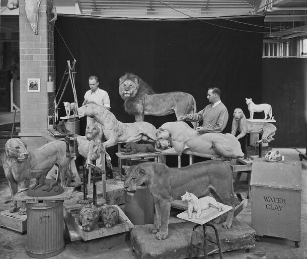 Dr. James L. Clark and Gardell D. Christensen with models of lions, July, 1934