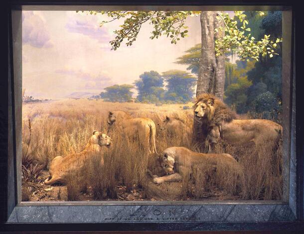 Lion Diorama, Akeley Hall of African Mammals.