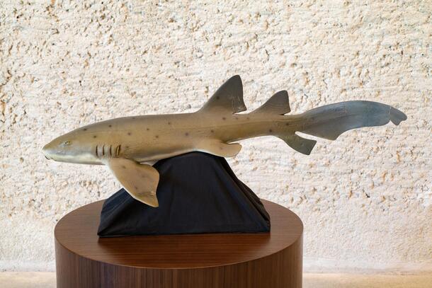 Nurse Shark Ginglymostoma cirratum Model, circa 1926