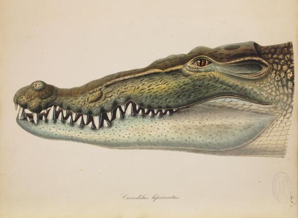 Saltwater crocodile (Crocodylus porosus) from Schlegel's Abbildungen neuer oder unvollstandig bekannter Amphibien, 1837