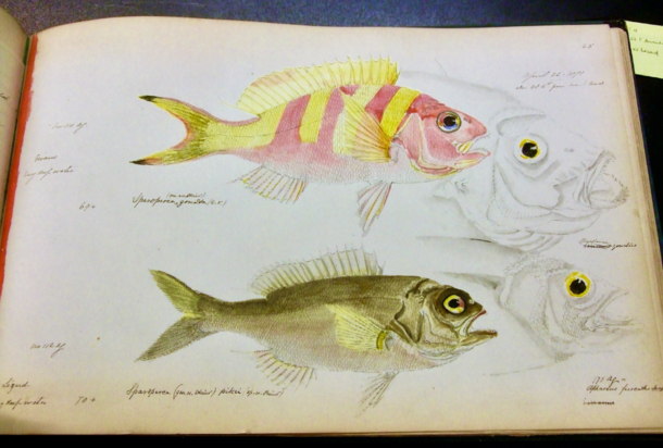 Page 45 from Nicholas Pike's Illustrations and Field Notes of Mauritius Fishes, Volume 4, 1871-1874 before treatment.