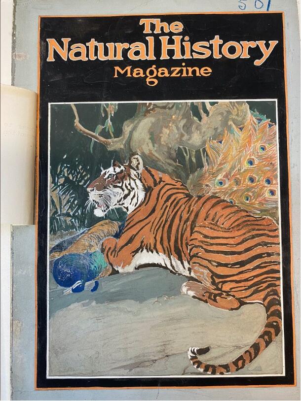 Image of original 1921 gouache on board artwork for cover of Natural History Magazine.