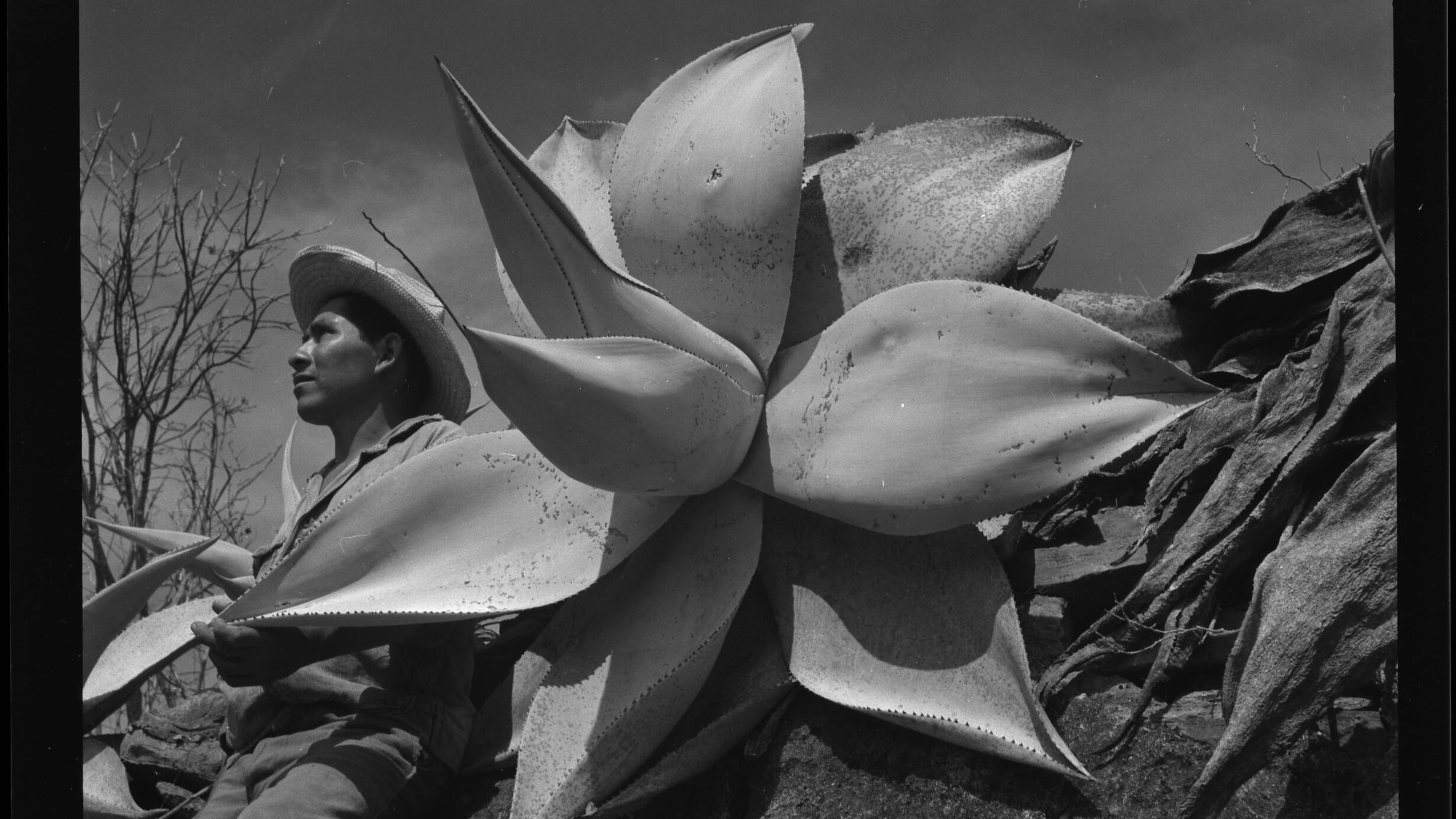 Juan Ramírez Vigueño, MacDougall's closest guide beside Agave guiengola