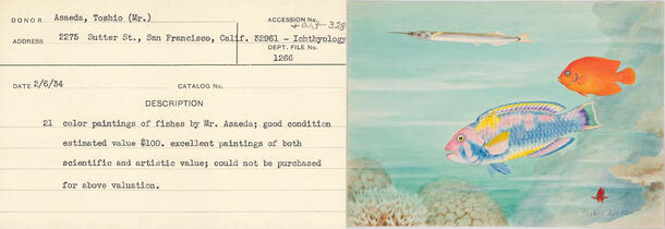 Left: Donor Card 32961 Right: AMNH Museum Archives, Art Survey no. 144-164: Coral reef fishes. No. 3.