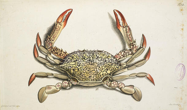 Overhead drawing of crab