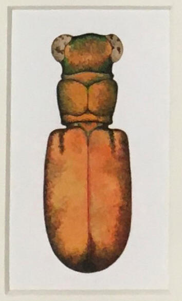 Cicindela formosa rutilovirescens ♂– Big Sand Tiger Beetle, Marjorie Statham [Favreau] (1911-2008), Opaque watercolor and ink on paper