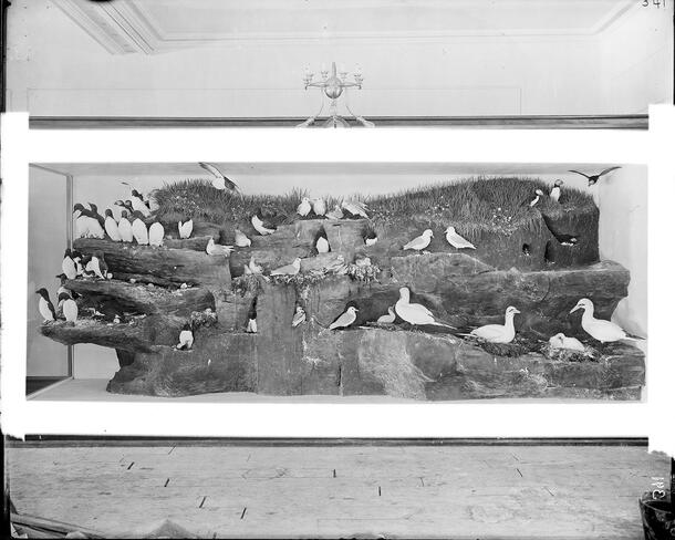 Historical photograph of a Museum diorama featuring a grass-topped rock formation with several kinds of sea birds (about fifty total) perched on rock.