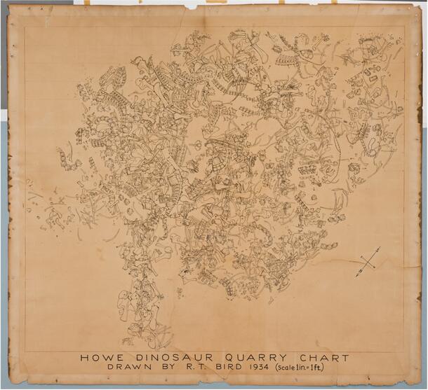 Conservation highlights from the VP Archive | AMNH