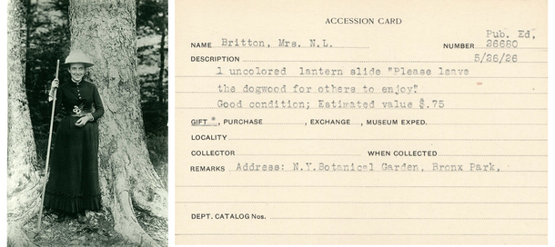 Left: Elizabeth Gertrude Britton née Knight, image via Wikimedia Commons; Right: AMNH accession card reflecting gift of object by Britton.
