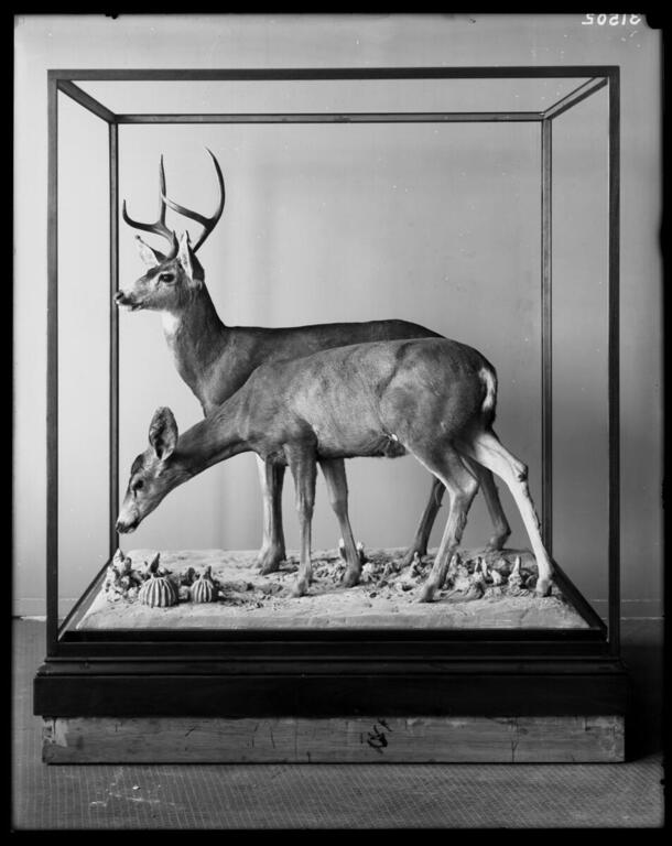 Gray California Mule Deer Group from lower California, Hall of North American Mammals, April 17, 1906