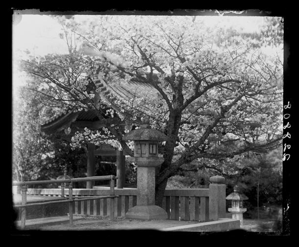 Cherry blossoms, Kyoto, Japan, April, 1916; Paget plate. AMNH Library - Image no. 228808