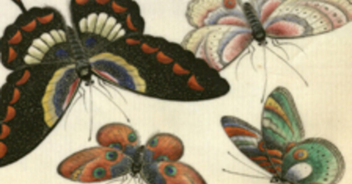 Chinese Butterflies AMNH