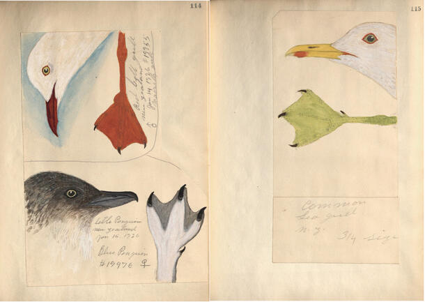Whitney South Sea Expedition of the American Museum of Natural History. Letters and journal of José G. Correia. Volume 2.
