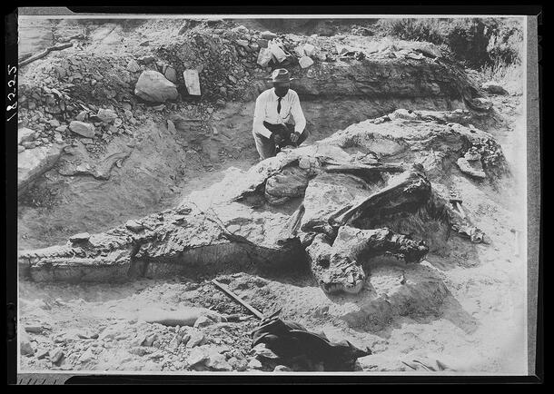Person crouched next to the unearthed skeleton of a Corythosaurus in rocky environment.