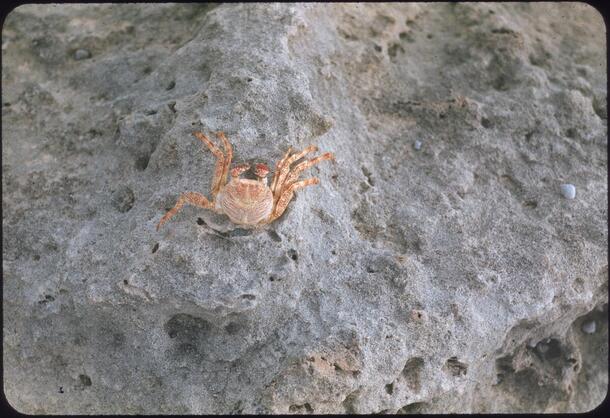 Crab on a sandy beach, Bimini, Bahamas. 