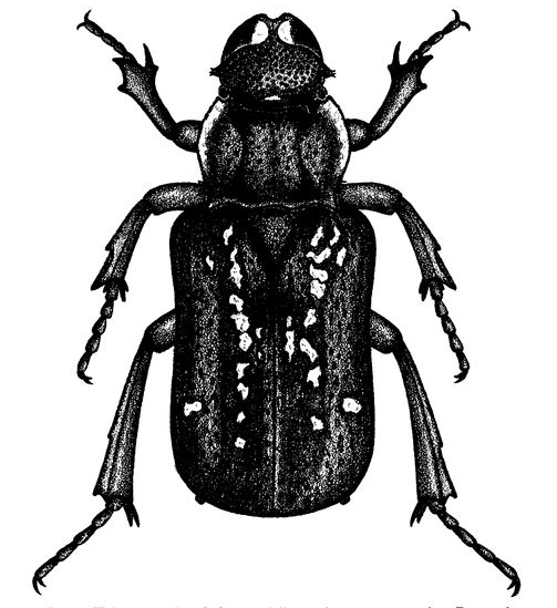 Drawing of Crematocheilus stathamae, named in honor of Marjorie Statham.