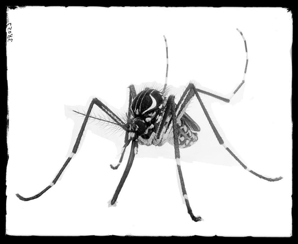 Black and white photograph of a model of a Yellow Fever Mosquito magnified 50 times its natural size.