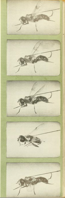 Stills from Curran’s film of the first fly in flight published in the February 1948 issue of Natural History