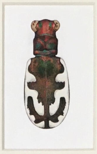 Cicindela willistoni funaroi ♀ - Funaro's Tiger Beetle, Marjorie Statham [Favreau] (1911-2008), Opaque watercolor and ink on paper