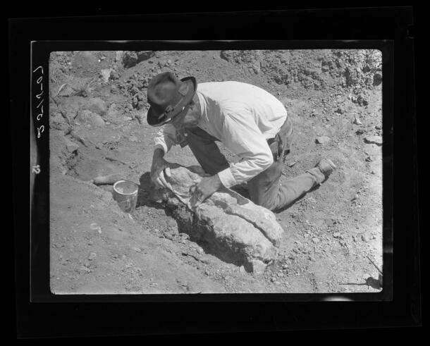 Walter Granger pasting skull of Baluchitherium, Mongolia, 1922, Central Asiatic Expeditions (1921-1930), AMNH Library Image #251507