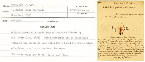 Left: Donor Card 54555 Right: AMNH Museum Archives. Mss .H46: Nicholas Marcellus Hentz Spider Paintings, 1820-1840. No. 222.