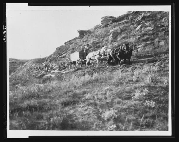 Hauling 4100-pound block out of Tyrannosaurus rex Quarry by horse-drawn cart, 1905, AMNH Library Image #28751