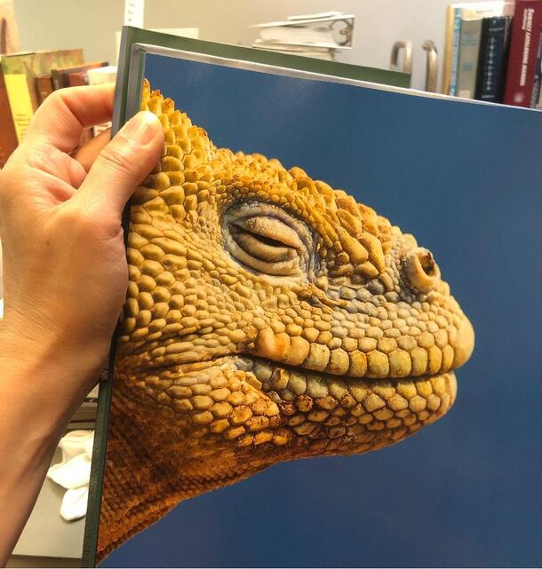 Image of book page, Conolophus subscristatus, Galápagos Land Iguana pictured opposite Table of Contents in the book, Islands = Islas (2018)