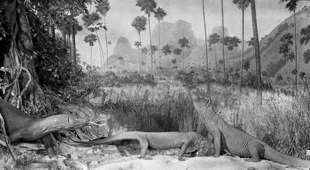 Photograph of the Komodo Dragon Group, Dragon Lizards and Their Pray Habitat Group, 1928 - AMNH Library, Image no. 312167