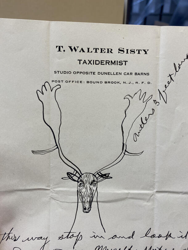 Sketch of antlers in document found in Central Archives.