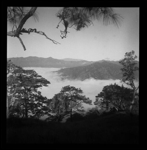 Above the clouds among the pines of the Sierra Mixe, Oaxaca. On an expedition from Ixcuintepec to Mazatlán, December 9, 1953