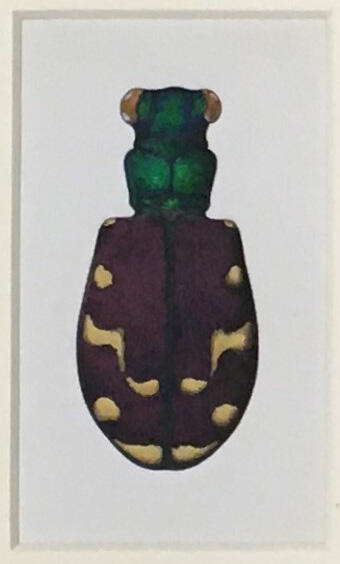 Cicindela oregona maricopa - Maricopa Tiger Beetle, Marjorie Statham [Favreau] (1911-2008), Circa 1960s -1990s, Opaque watercolor and ink on paper