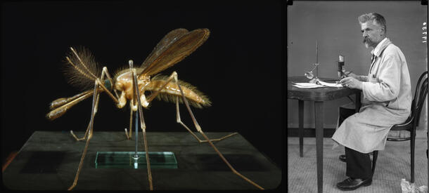Left: AMNH Museum Archives. Malaria Mosquito Model. Right: AMNH Museum Archives. Ignaz Matausch (1859-1915), Museum Artist and Entomologist. 