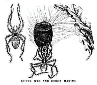 Pike's 1887 drawing of Argiope trifasciata making a cocoon