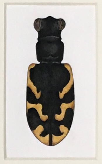Cicindela tranquebarica inyo - Oblique-lined Tiger Beetle, Marjorie Statham [Favreau] (1911-2008), Opaque watercolor and ink on paper