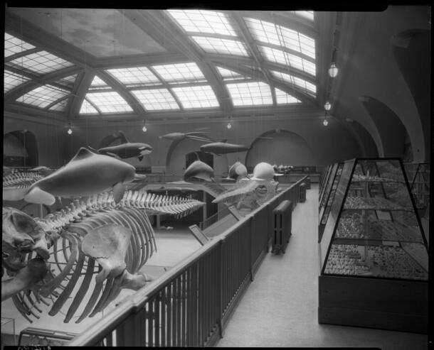 Image of the Hall of Ocean Life, May, 1933