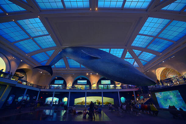 Blue Whale and dioramas, Irma and Paul Milstein Family Hall of Ocean Life, 2015