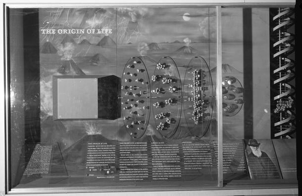 Origin of Life Case with its mural installed with imbedded exhibitry, seen in 1996, AMNH Library image: 2A23450