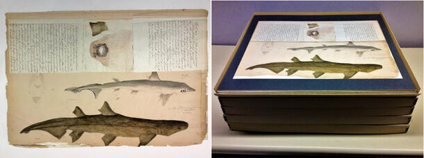 Before and after of a watercolor and field notes from Nicolas Pike's Illustrations and Field Notes of Mauritius Fishes, Plate 1, Volume 6, 1871-1874