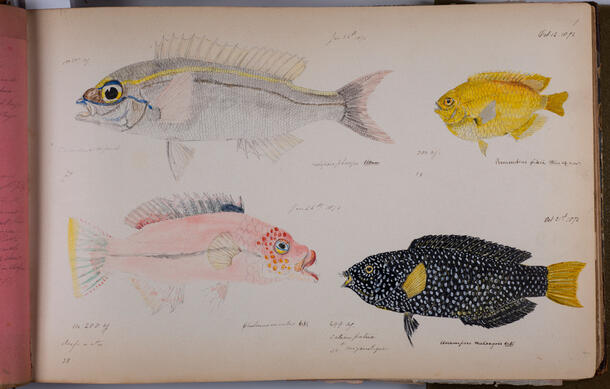 Pomacentrus pikei Bliss, four fish, watercolor from Nicolas Pike's Illustrations and Field Notes of Mauritius Fishes, Page 9, Volume 5, 1872