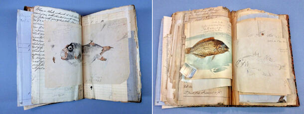 Pages from Nicholas Pike's Illustrations and Field Notes of Mauritius Fishes before treatment.