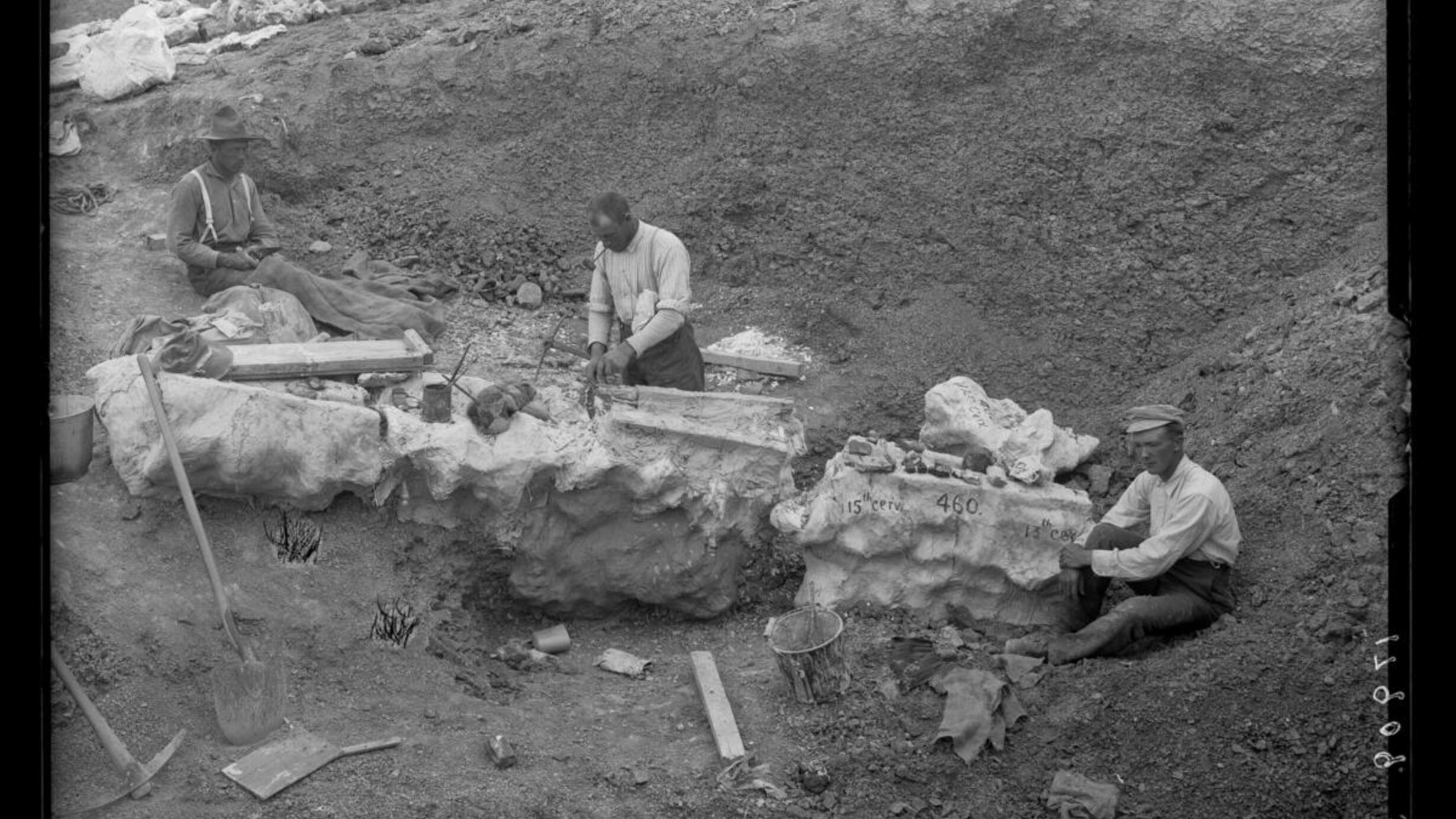 Plastering brontosaurus vertebrae, Nine Mile Quarry, Wyoming, 1899, AMNH Library Image #17909