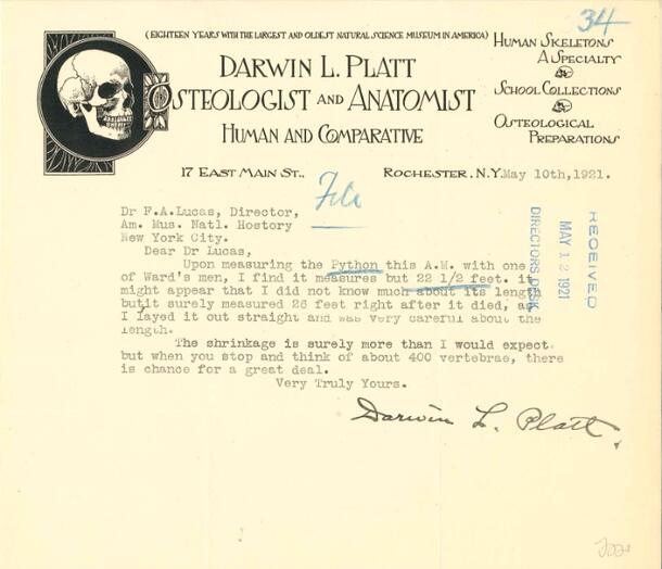 1921 letter to Museum Director Frederic A. Lucas showing Darwin L. Platt's skull imagery letterhead.